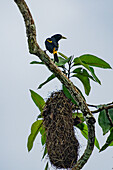 A Yellow-rumped Cacique, Cacicus cela, and nest in Yasuni National Park in the Amazon Basin of Ecuador.