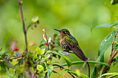 A female Tyrian Metaltail hummingbird, Metallura tyrianthina, perched in the highlands of Ecuador.