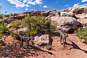 Life-size replicas of a Camposaurus arizonensis dinosaurs at the Moab Giants dinosaur park in Moab, Utah.