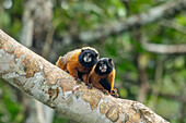 Two Golden-mantled Tamarins, Saguinus tripartitus, in a tree in Yasuni National Park, Ecuador.