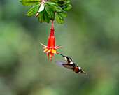 A female Gorgeted Woodstar hummingbird, Chaetocercus heliodor, feeding on a fuchsia flower in Ecuador.