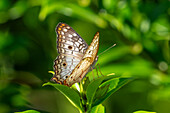 A White Peacock butterfly, Anartia jatrophae, on a plant in the Yarina Ecological Reserve in Amazonian Ecuador.