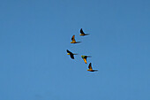 A flock of Red-bellied Macaws, Orthopsittaca manilata, in flight in Yasuni National Park in the Amazon Basin of Ecuador.