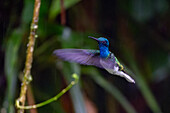 A male White-necked Jacobin hummingbird hovering in flight in the Mindo cloudforest in western Ecuador.