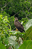 Ein unreifer oder weiblicher Schneckenweih im Napo Wildlife Center im Yasuni-Nationalpark, Ecuador.