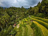 Luftaufnahme von üppig grünen Reisterrassen mit Bauern, die Reis ernten und verarbeiten, Lemukih, Bali, Indonesien.