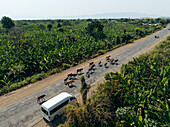 Ethiopia - 16 March 2025: Aerial view of cows obstructing traffic on a scenic rural road surrounded by greenery and banana plants, Southern Nations Nationalities and Peoples' Region, Ethiopia.