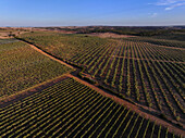 Luftaufnahme von symmetrischen Reihen von Weinbergen, die sich bis zum Horizont erstrecken, ein Wandteppich aus Grün und Braun im warmen Sonnenlicht, Reguengos de Monsaraz, Bezirk Évora, Portugal.