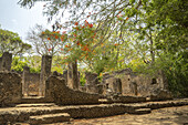Blick auf verwitterte Steinruinen, die still unter einem Baldachin aus grünen Bäumen stehen, in denen gedämpftes Sonnenlicht tanzt, Gede, Kilifi County, Kenia.