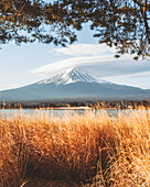 Blick auf den mit einer weichen Wolke bedeckten Berg Fuji, der sich über ruhigen Gewässern hinter einem Feld aus goldenem Schilf unter einem hellen Himmel abzeichnet, Fujikawaguchiko, Yamanashi, Japan.