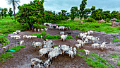 Ashige, Nigeria - 25 July 2025: Aerial view of cattle gathered in a muddy field, a vibrant contrast to the surrounding lush green vegetation.