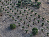Luftaufnahme von ordentlich gepflanzten Bäumen, die Schatten auf die trockene Landschaft werfen, ein Zeugnis der menschlichen Kultivierung und der dauerhaften Schönheit der Natur, Reguengos de Monsaraz, Bezirk ?vora, Portugal.
