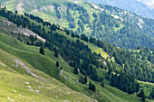 View of vibrant green meadows cascading down the mountainside dotted with dark green conifers in a scenic landscape, Ortisei, Trentino-Alto Adige, Italy.