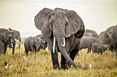 Blick auf eine grasende Elefantenherde in der goldenen Savanne mit weißen Vögeln, aufgenommen in einer ebenerdigen Perspektive, Kimana, Kajiado County, Kenia.