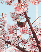 Blick auf einen braunen Vogel, der inmitten einer leuchtenden Explosion rosa Kirschblüten vor einem klaren blauen Himmel sitzt, Prince Shiba Park, Minato City, Tokio, Japan.