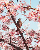 Blick auf einen Vogel inmitten der leuchtend rosafarbenen Kirschblüten vor dem sanftblauen Himmel, ein ruhiger Moment, aufgenommen im Prince Shiba Park, Tokio, Japan.