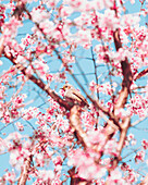 Blick auf einen kleinen Vogel, der auf einem Zweig inmitten von zartrosa Kirschblüten vor dem Hintergrund eines klaren blauen Himmels sitzt, Yoyogi-Uehara Station, Shibuya, Tokio, Japan.