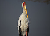 Blick auf einen Gelbschnabelstorch mit auffallend gelbem Schnabel und roter Gesichtszeichnung vor einem gedämpften Hintergrund, Kimana, Kajiado County, Kenia.