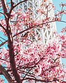 Blick auf Kirschblüten in voller Blüte, ein Vogel sitzt auf einem Ast vor dem Hintergrund des hoch aufragenden Skytree, der in ein sanftes Licht getaucht ist, Tokio, Tokio, Japan.