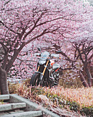 Blick auf ein schnittiges Motorrad, das unter einem Baldachin aus zartrosa Kirschblüten geparkt ist, ein eindrucksvoller Kontrast zwischen Metall und der zarten Schönheit der Natur, Minamiizu, Shizuoka, Japan.
