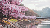 Blick auf leuchtend rosafarbene Kirschblüten an einem Flussufer mit Betonstufen unter einem sanften Himmel, eine malerische Szene der Schönheit der Natur, Minamiizu, Shizuoka, Japan.
