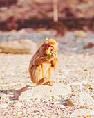 Blick auf einen Japanmakaken, der auf einem Felsen sitzt, sein Fell bildet einen warmen Kontrast zu den kühlen Steinen, während er genüsslich frisst, Hagachizaki Monkey Bay, Shizuoka, Japan.