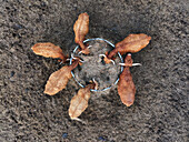 Aerial view of cattle gathered around a circular feeder in a field, their brown coats a stark contrast to the muted earth tones, Bralitz, Brandenburg, Germany.