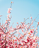 Blick auf zartrosa Kirschblüten, die vor einem heiteren blauen Himmel tanzen und eine ruhige Szene der Ankunft des Frühlings zeichnen, Funayama Community Center, Shizuoka, Japan.