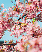 Blick auf einen pulsierenden Weißaugenvogel inmitten einer Fülle von rosa Kirschblüten vor einem ruhigen blauen Himmel, Prince Shiba Park, Minato City, Japan.