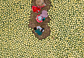 Bogura, Bangladesh - 27 November 2019: Aerial view of farmers amidst a sea of pale yellow gourds, creating a mosaic of earthy tones and vibrant agricultural life.