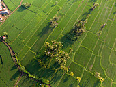 Luftaufnahme von üppig grünen Reisfeldern mit malerischen Terrassen und Palmen, Tampaksiring, Gianyar, Bali, Indonesien.