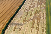 Aerial view of vibrant farmland with geometric patterns and tree lines, Wachow, Brandenburg, Germany.