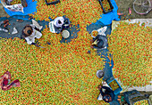 Aerial view of wholesale tomato market bustling with fresh produce and people, Chaukibari, Dhunat, Rajshahi, Bangladesh.