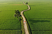 Luftaufnahme einer Zickzack-Landstraße, die sich durch üppig grüne Felder und Palmen schlängelt, Shibganj, Rajshahi, Bangladesch.