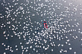 Aerial view of birds and fishing boats on the clear waters of the Yamuna River, Sadar Bazar, New Delhi, India.