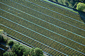 Aerial view of agricultural field with beautiful patterns and green vegetation, Klein Kreutz, Brandenburg an der Havel, Brandenburg, Deutschland.