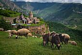 Aerial view of sheeps grazing near the Tatev Monastery on the rocks, a monastery complex with view over the valley and mountains, Tatev, Syunik Province, Armenia.