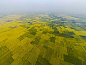 Aerial view of mustard flowers fields in a beautiful rural landscape, Sirajganj, Bangladesh.