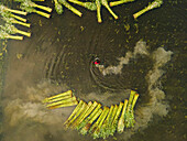 Luftaufnahme von Jutefeldern und ruhigen Wasserwegen mit reflektierenden Oberflächen, Islampur, Bangladesch.