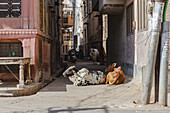 Blick auf Kühe, die sich in einer engen Stadtstraße ausruhen, in der sich bunte Gebäude im Sonnenlicht sonnen und eine ruhige Szene schaffen, Bikaner, Rajasthan, Indien.
