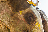 View of an elephant adorned with vibrant yellow and pink paint, its textured skin catching the light, in a moment of cultural festivity, Jaipur, Rajasthan, India.