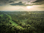 Aerial view of verdant rice terraces cascade through the lush jungle, kissed by a golden sunrise near Ubud Jungle Swing, Bali, Indonesia.