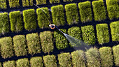 Aerial view of a nursery worker watering rows of native plants, creating a vibrant mosaic of greens and yellows against the dark asphalt, Nelson, Nelson Region, New Zealand.
