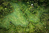 Aerial view of the vibrant, stepped terraces of Tegallalang Rice Fields interweave with lush jungle greens, Ubud Jungle Swing, Bali, Indonesia.