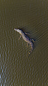 Aerial view of an alligator gliding through murky, tea-colored waters, its scaly skin a stark contrast to the smooth surface, Odessa, Florida, United States.