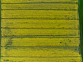 Aerial view of bright yellow crop fields create a textured tapestry under the summer sun, punctuated by dark lines and bordered by a strip of green in Wittenheim, Grand Est, France.