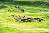 View of green hills and golf course with people enjoying leisure time under the sunlight in Vestmannaeyjabær, Vestmannaeyjabær, Iceland.