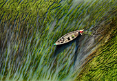Aerial view of a wooden boat gently navigating the algae-filled waters near Krisokgonj Bazar, Sirajganj, Rajshahi Division, Bangladesh.