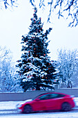 View of a snow-laden Christmas tree adorned with lights stands tall as a red car speeds past in a winter scene, Reykjavík, Reykjavíkurborg, Iceland.
