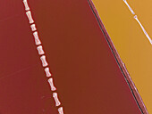 Aerial view of vibrant red and yellow salt ponds, divided by thin lines, create a striking geometric tapestry from above, Western Australia, Western Australia, Australia.